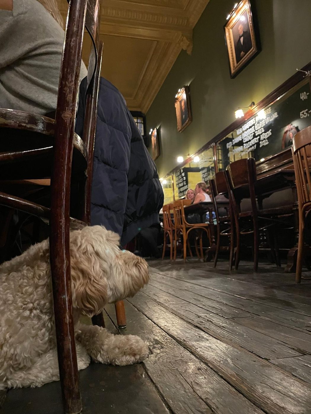 Hond onder een stoel in het café, Borze Café Antwerpen